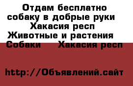 Отдам бесплатно собаку в добрые руки - Хакасия респ. Животные и растения » Собаки   . Хакасия респ.